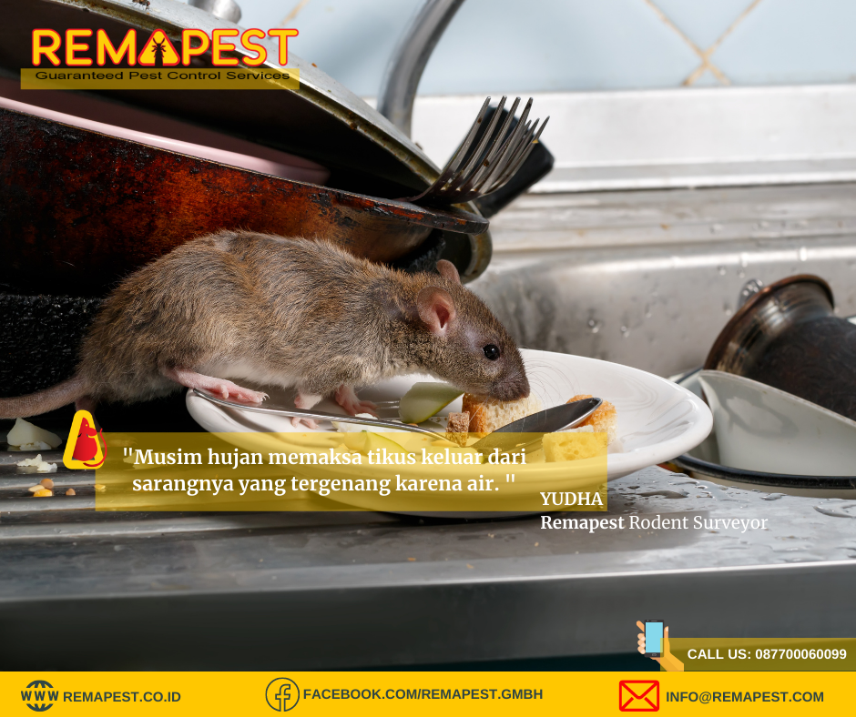 Remapest-Basmi tikus